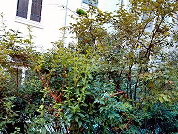 Papagei Gelbstirnamazone im Gebüsch
